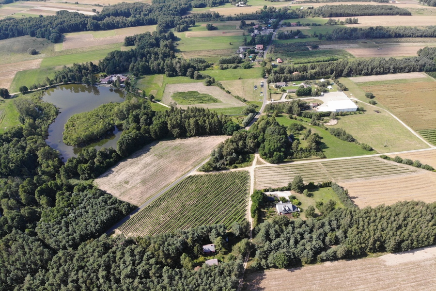 Winnica z góry (fot. Łukasz Przewłocki)