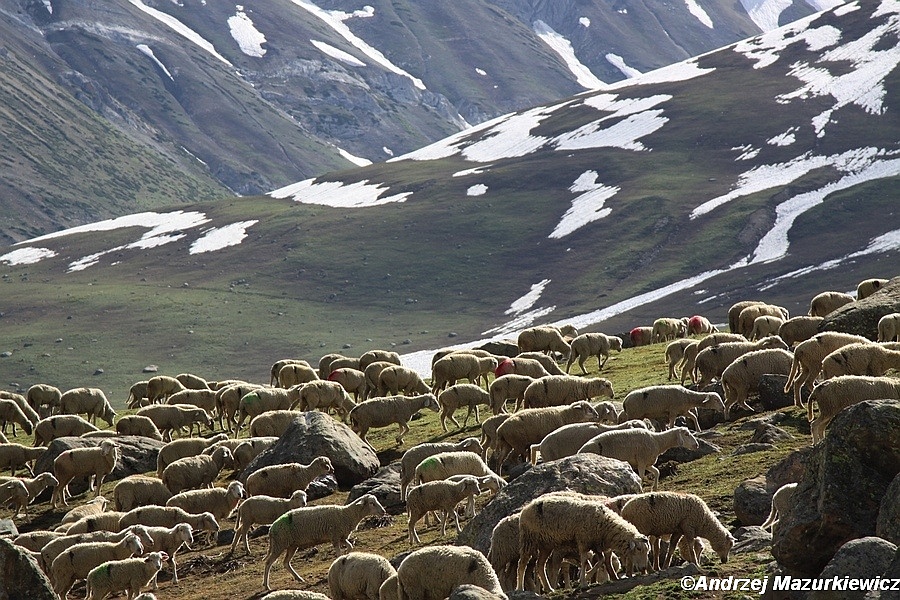 Owce na kaszmirskich pastwiskach