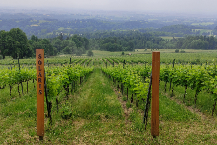 Winnica