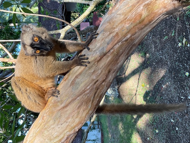 Lemur na terenie lodży ekologicznej na Majotcie, fot.  Maciek Głabuś