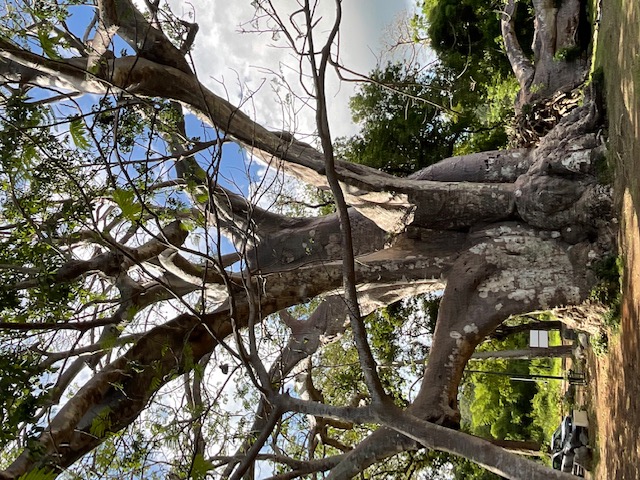 Największy baobab Majotty, fot.  Maciek Głabuś