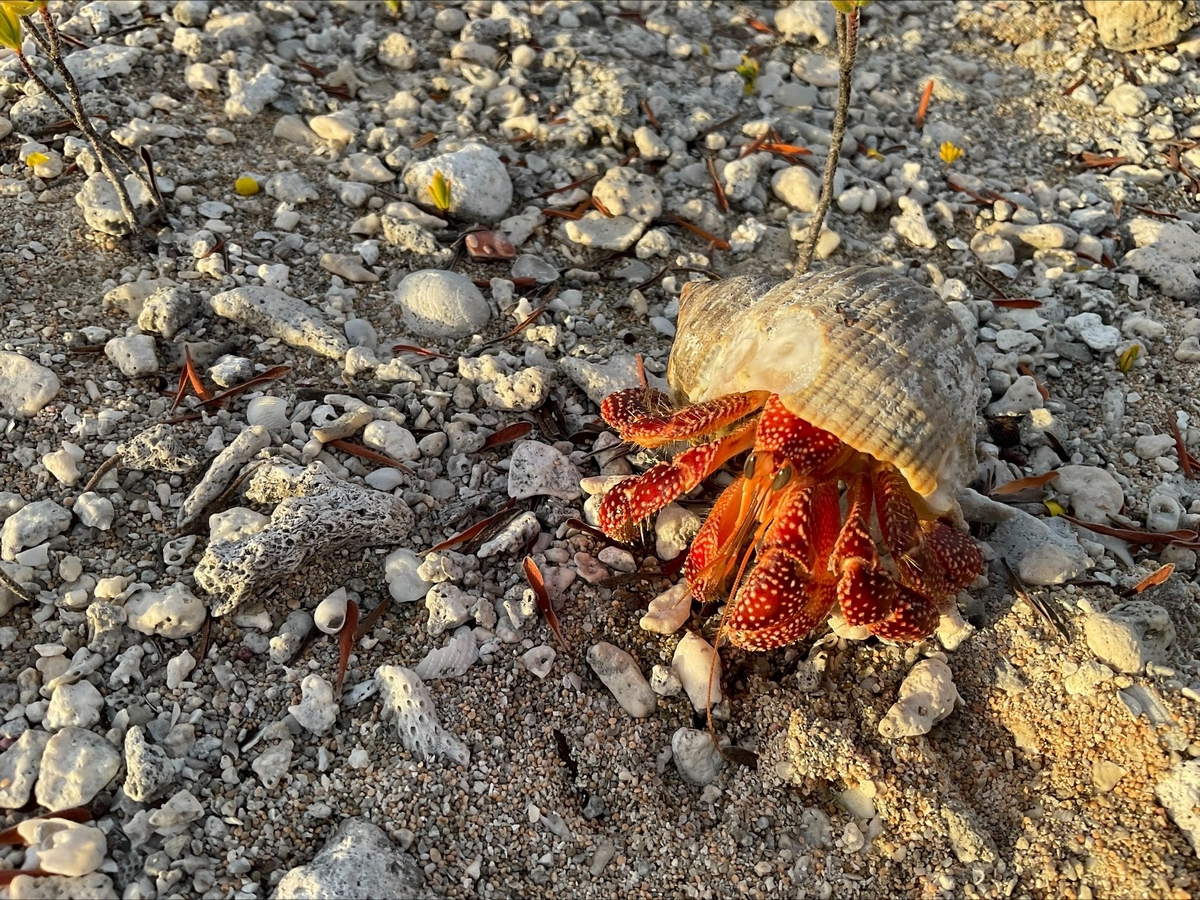 Krab spotkany na atolu Tikehau  (fot. Maciej Głabuś)