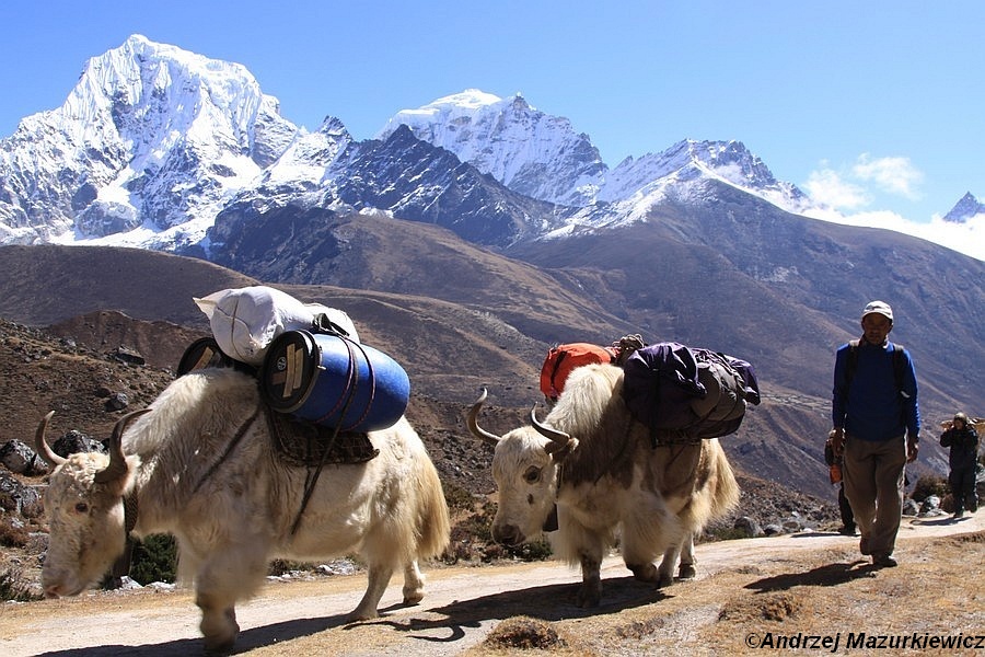 Karawna jaków w Solo Khumbu