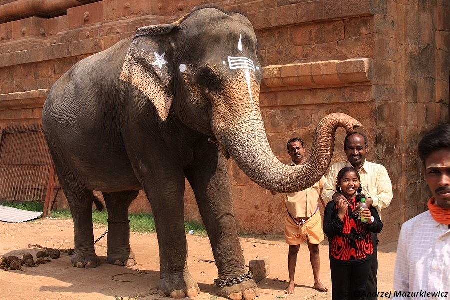 Słoń świątynny w Tandżawurze