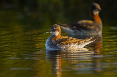 fot. Paweł Czapczyk
