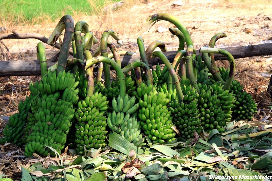 Bananowe żniwa