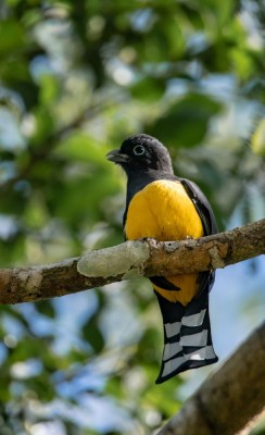 Trogon wyżynny