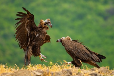 Ptaki Bałkanów (fot. Paweł Czapczyk)