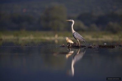 Ptaki Bałkanów (fot. Babis Giritziotis)