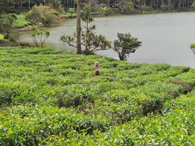 Wśród pól herbacianych, fot. M. Olszewska