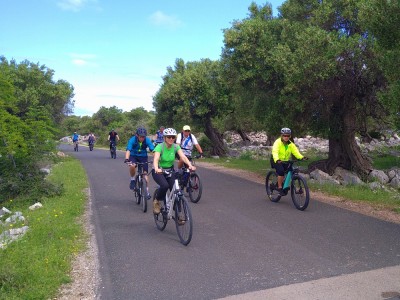 Rowerem przez gaje oliwne