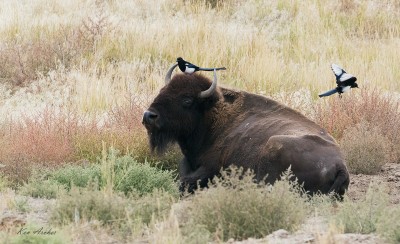 Bizon amerykański odpoczywający w trawie