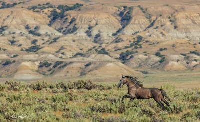 Mustang w galopie na tle gór