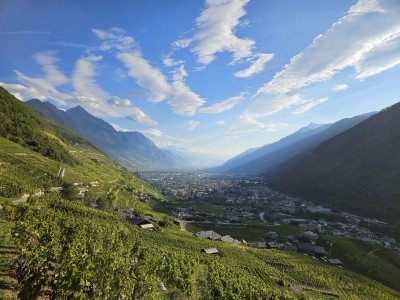 Winnice w dolinie Valais (fot. Estera Motyl)