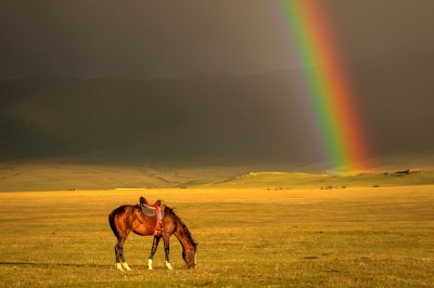 koń i tęcza (fot. S. Adamczak, okfoto.pl)