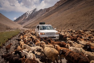 Spotkanie na drodze (fot. S. Adamczak, okfoto.pl)
