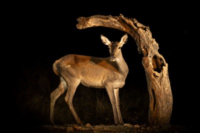 Jeleń iberyjski (fot. P. Czapczyk)