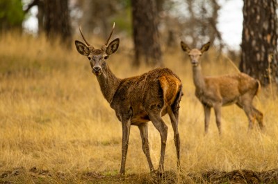 Jeleń iberyjski (fot. P. Czapczyk)