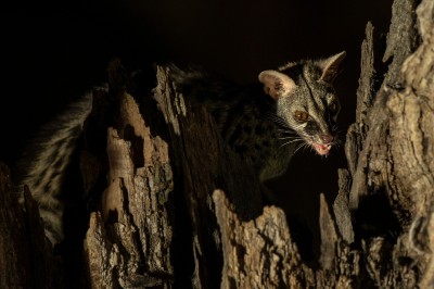 Żeneta (fot. P. Czapczyk)