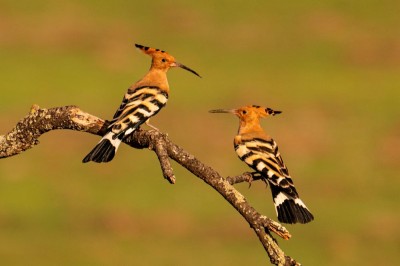 Dudek (fot. P. Czapczyk)