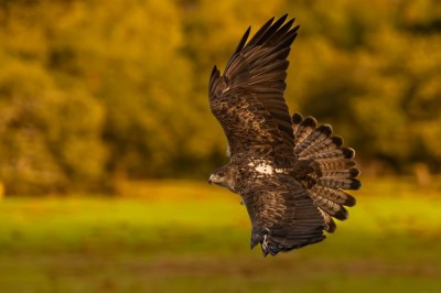 Orzeł Bonellego (fot. P. Czapczyk)