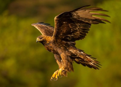 Orzeł przedni (fot. P. Czapczyk)