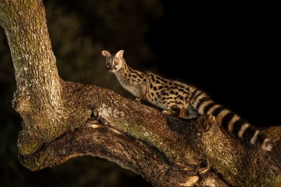 Żeneta (fot. P. Czapczyk)