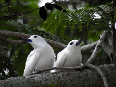 Atolówka biała Fot. S.Odrzykoski