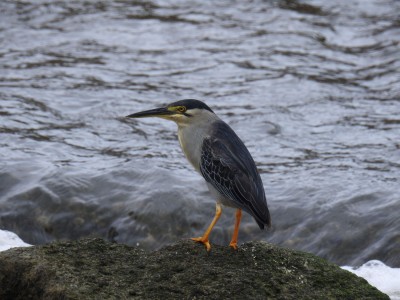 Czapla zielonawa Fot. S. Odrzykoski
