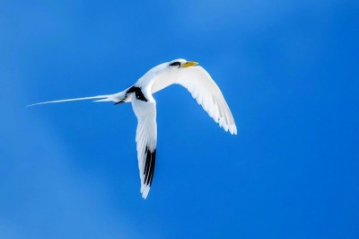 Faeton żółtodzioby Fot. Steve Agricole