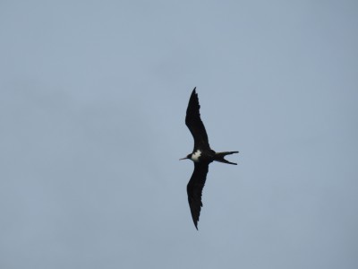 Fregata średnia Fot. S. Odrzykoski