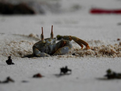 Horned Ghost Crab Fot. S.Odrzykoski