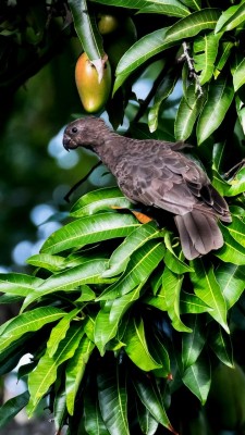 Papuzica seszelska Fot. Steve Agricole 2