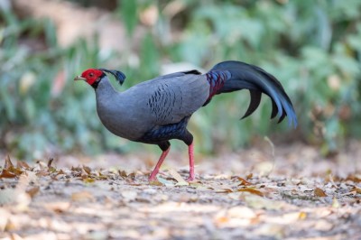 Kiściec syjamski (fot. P. T.)