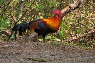 Kur bankiwa, protoplasa kur hodowlanych (fot. S. Odrzykoski)