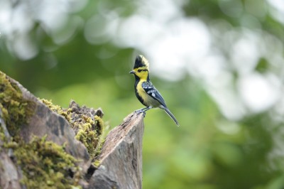 Sikora żółtolica (fot. P. T.)