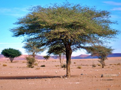 Samotne akacje na pustyni