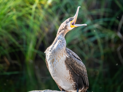 Kazachski Ałtaj, kormoran zwyczajny (Phalacrocorax carbo) nad brzegiem Jeziora Jaziewoje