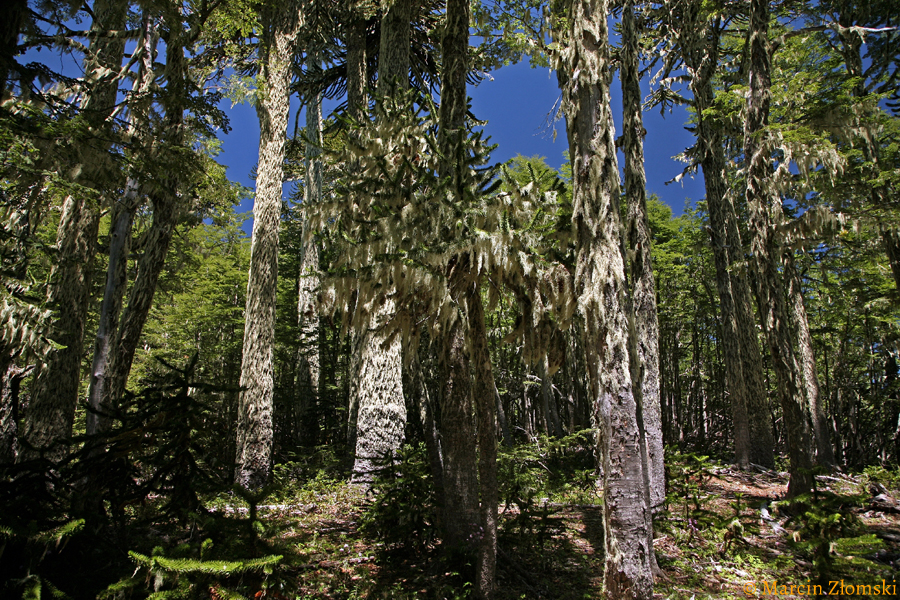 Las araukarii