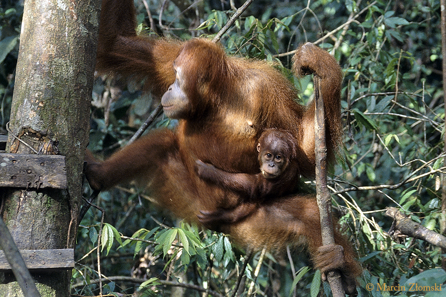 Orangutany, PN Tanjung Puting