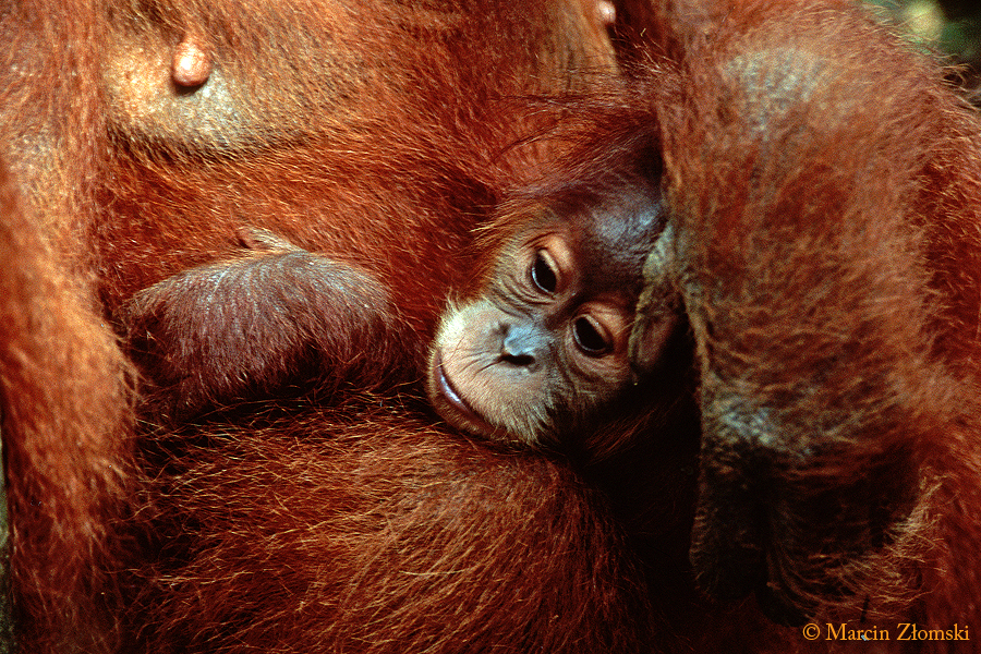 Orangutany, PN Tanjung Puting