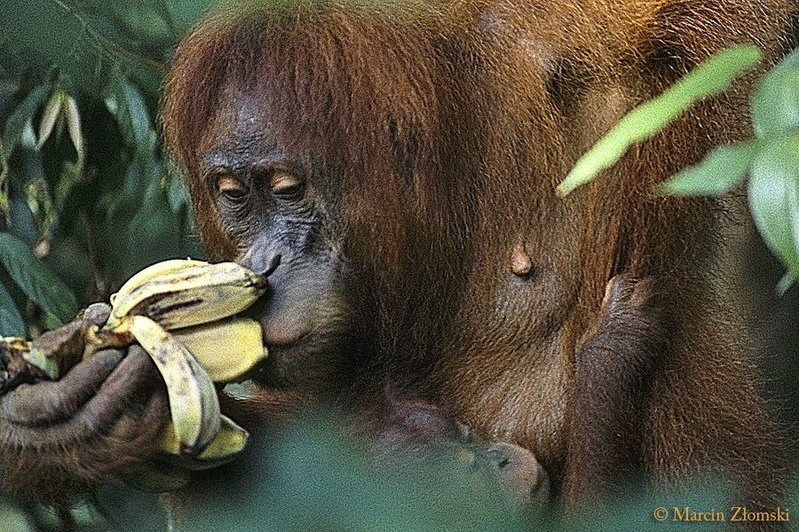 Orangutany, PN Tanjung Puting