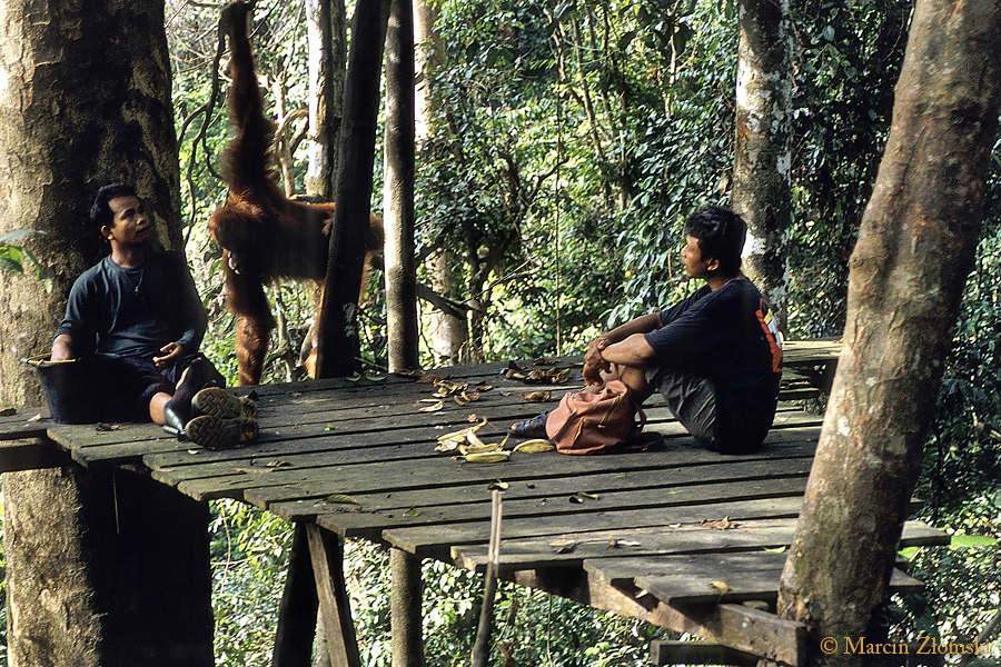 Karmienie orangutanów