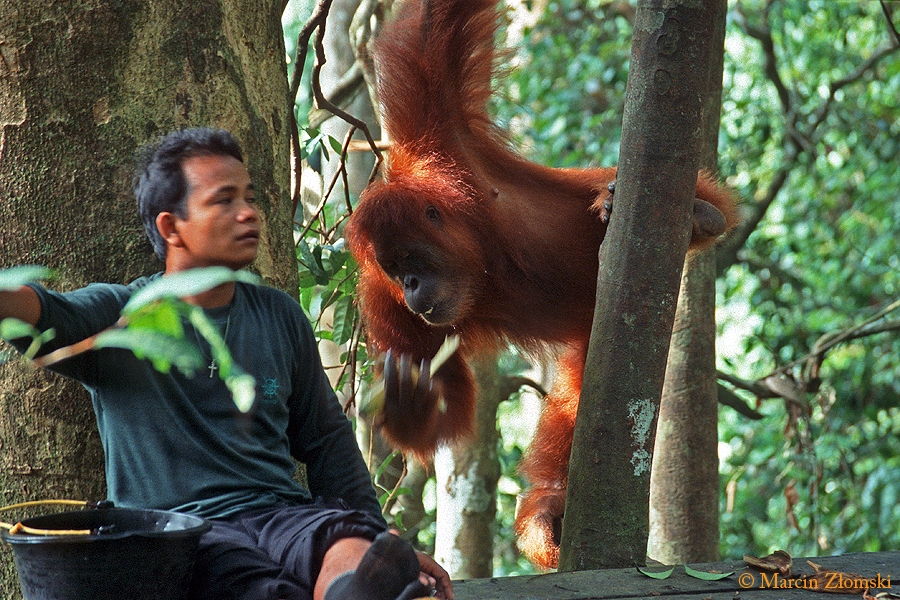 Karmienie orangutanów
