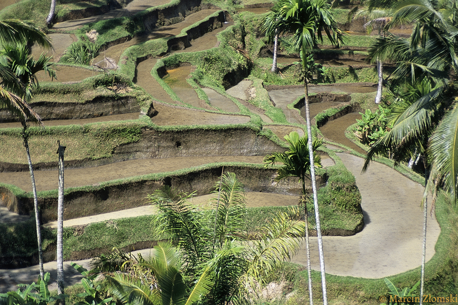 Tarasowe pola ryżowe, Bali