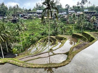 Tarasy ryżowe na Bali, fot. W. Parszyk
