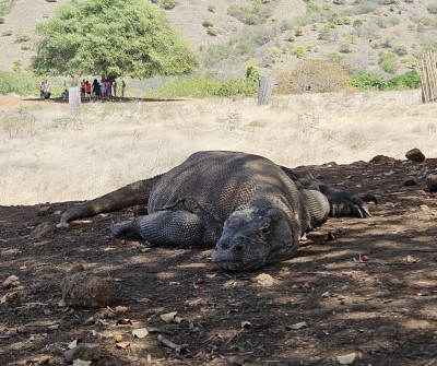 Waran z Komodo - słynny endemit, fot. M. Olszewska