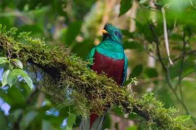 Quetzal - symbol Gwatemali
