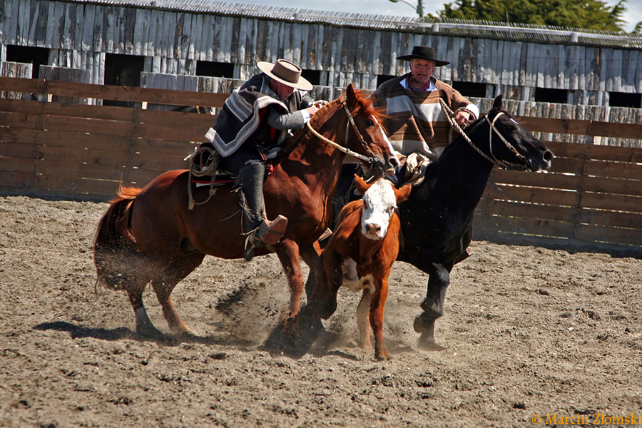 Gaucho podczas tradycyjnego chilijskiego rodeo