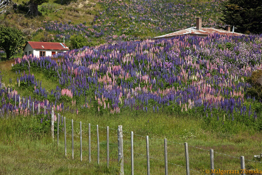 Wiosna w Patagonii